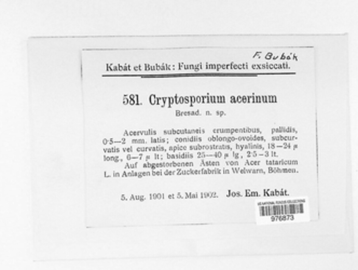 Cryptosporium acerinum image